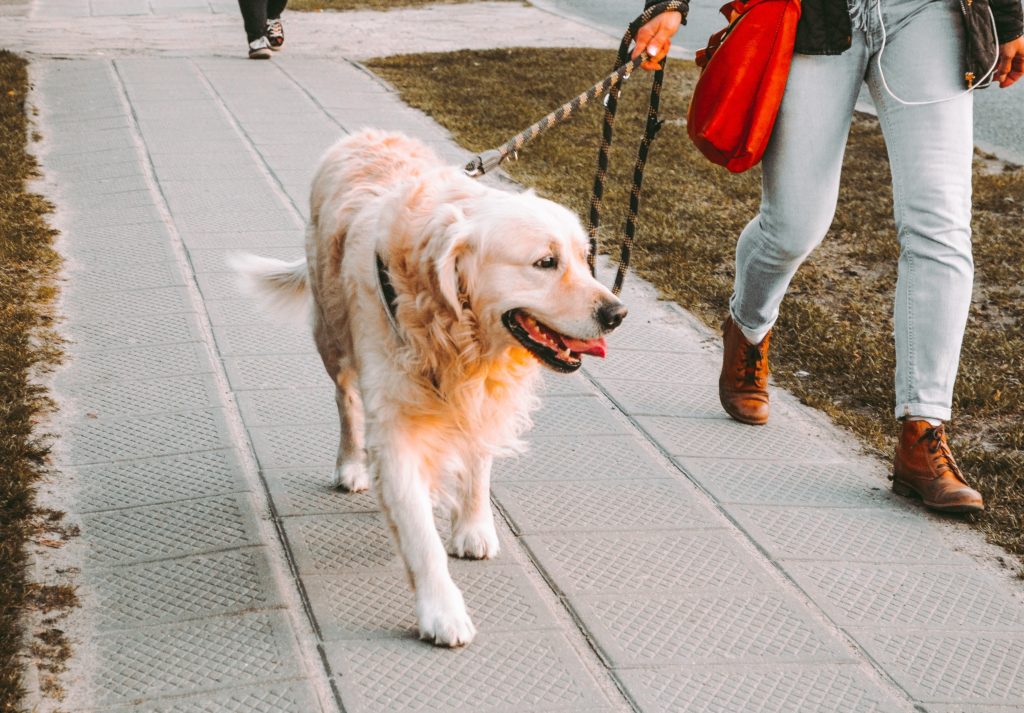 Dog walking services are a great way to simplify your employees' lives and take one more thing off their plates so they can focus on work.