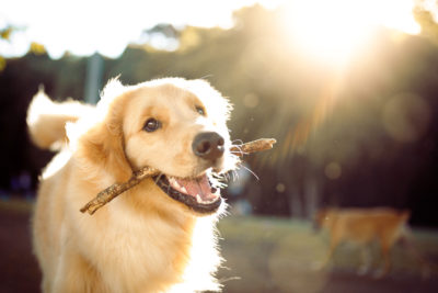 Surprise employees by giving their pets a gift as well!